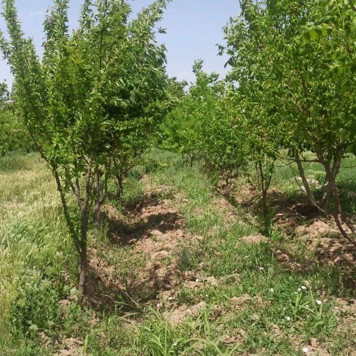 زمین 1000 متری فرهودیه هشتگرد (1) زمین 1000 متری فرهودیه هشتگرد (1)