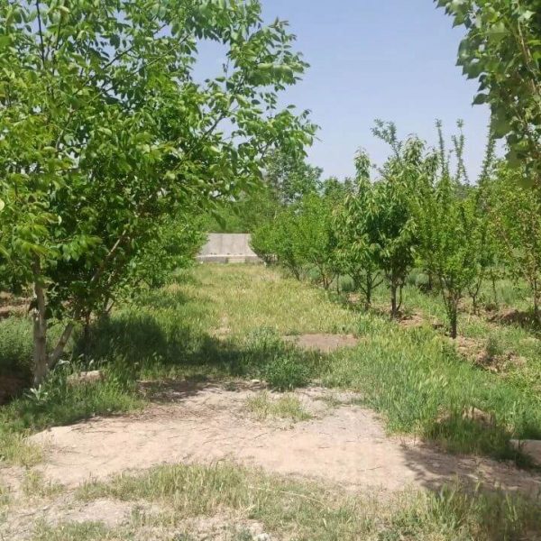 زمین 1000 متری فرهودیه هشتگرد (5)