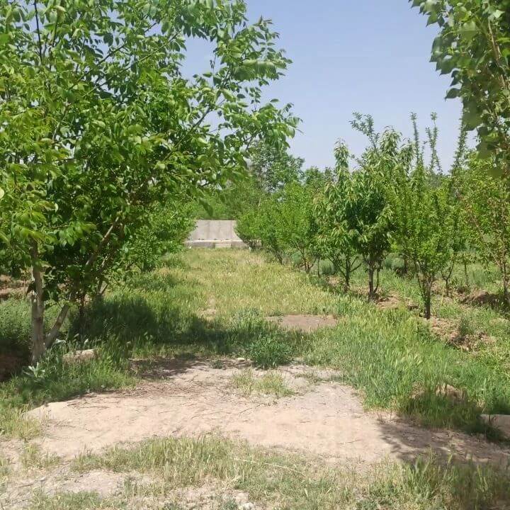 زمین 1000 متری فرهودیه هشتگرد (5) زمین 1000 متری فرهودیه هشتگرد (5)